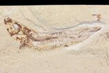 Fossil Fish (Scombroclupea) & Crab (Geryon) Association - Lebanon #163103-2